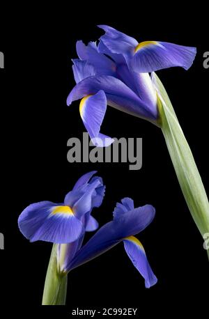 Purple Iris fotografiert vor einem schlichten schwarzen Hintergrund Stockfoto