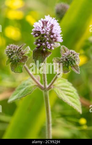 Wasserminze (Mentha aquatica), eine blühende Pflanze, die in einem feuchten Teichrandgebiet wächst, Großbritannien Stockfoto