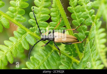 Männchen Stictoleptura rubra, der rotbraune Langhornkäfer, eine Art von Käfer aus der Familie Cerambycidae, UK Stockfoto