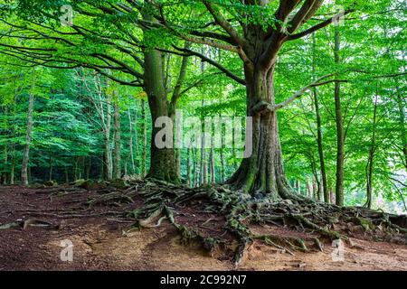 Blick auf den großen Buchenwald im Montseny-Massiv im flachen Frühjahr. Santa Fe, Montseny, Katalonien Stockfoto