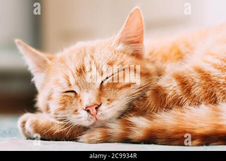 Kleine Friedliche Orange Rot Tabby Ginger Katze Kätzchen Zusammengeraugt Schlafen In Seinem Bett Auf Dem Boden Stockfoto