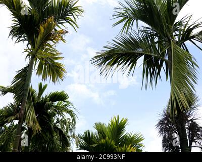 Spitze der Areca-Mutter oder Betel-Nussbäume gegen den Himmel, niedrige Winkel Ansicht Stockfoto