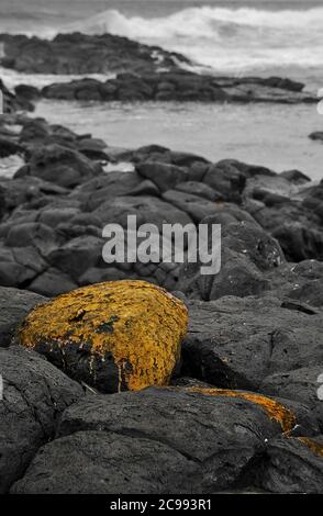 Ein mit Algen bedeckter Fels. Mehr Felsen und raues Meer im Hintergrund. Öde und ruhige Küste Stockfoto