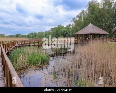 Kopacki Rit, herrliche überflutete Gebiet von Sümpfen, Weiden und Wäldern in der weiten, Drau Fluss Bereich, in der kroatischen Region Slavonija, continenta Stockfoto