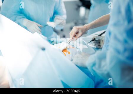 Operation in Handschuhen halten Schere mit Torunda. Close up beschnitten Foto.Doctors Reinigung der Wunde Stockfoto