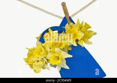 Gelber Narzissenstrauß in blauer Tasche, die von der Wäscheleine mit retro hölzernen Wäscheklammer hängt Stockfoto