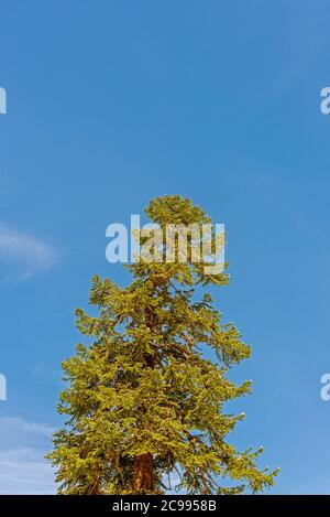 Grüne Kiefer gegen einen strahlend blauen Himmel. Stockfoto