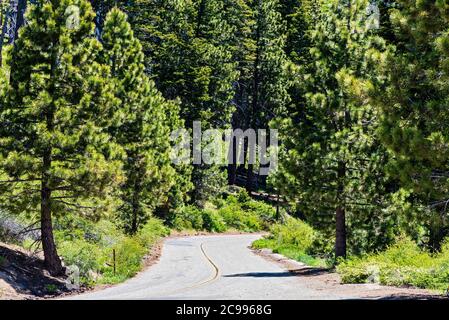 Asphaltierte Straße bergab mit doppelten gelben Linien, die durch hohe grüne Waldbäume führen. Stockfoto