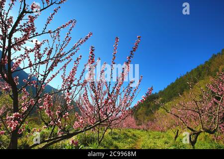 Die schöne Landschaft von Pink, Rosa Pfirsichbäume pfirsichbäume unter den Bergen mit Gras im Frühling wächst Stockfoto