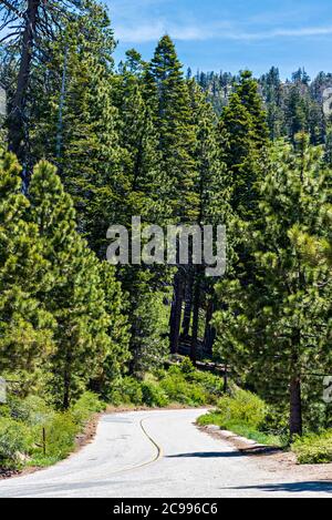 Bergstraße, die bergab führt mit doppelten gelben Linien in hohen grünen Wald. Stockfoto