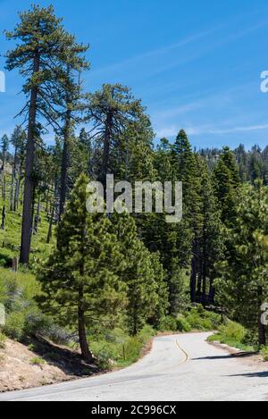 Bergstraße, die bergab führt mit doppelten gelben Linien in hohen grünen Wald. Stockfoto