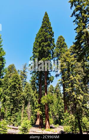 Riesige Sequoia Bäume unter hellblauem Himmel. Stockfoto