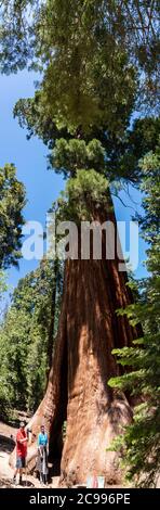 2 Personen stehen neben dem riesigen Sequoia Redwood Baum über 100 Meter hoch. Die Leute sehen sehr klein aus. Stockfoto