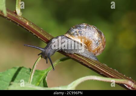 Gartenschnecke (Cornu aspersum) kriechend auf einem Stamm einer Pflanze. Familie Land Schnecken ( Helicidae). Juli, in einem holländischen Garten. Stockfoto