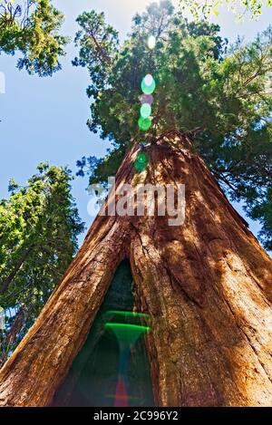 Blick geradeaus auf die Spitze eines riesigen Sequoia-Baumes. Stockfoto