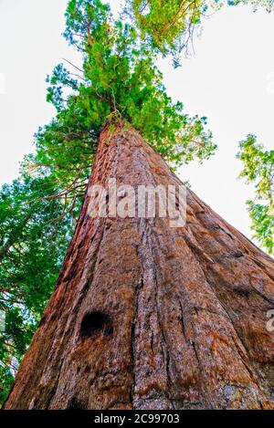 Blick geradeaus auf die Spitze eines riesigen Sequoia-Baumes. Stockfoto