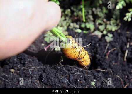 Ziehen Karotte aus Schlamm in UK Gartenzuteilung an sonnigen Tag, 2020. Juli Stockfoto