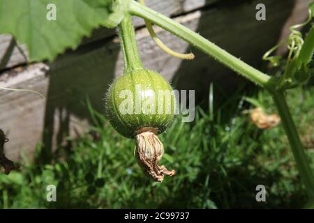 Baby unreife essbare Kürbis wächst auf Weinrebe in UK Gartenzuteilung, Juli 2020 Stockfoto