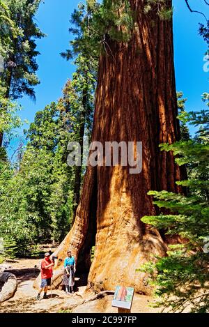 2 Leute stehen neben dem riesigen Sequoia Baum und sehen sehr klein aus. Stockfoto