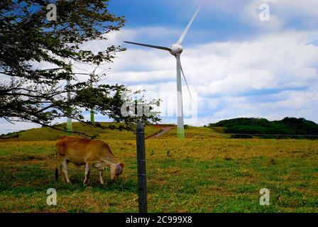 Eine Kuh grast neben einer Windturbine in Costa Rica, Teil des Los Santos Windfarm Stockfoto