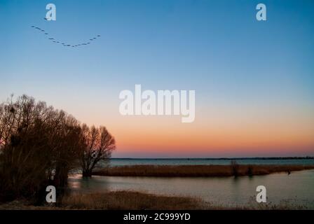 Eine Gruppe von Common Cranes fliegt über Lac du der bei Sonnenaufgang Stockfoto