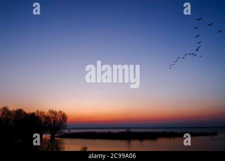 Eine Gruppe von Common Cranes fliegt über Lac du der bei Sonnenaufgang Stockfoto