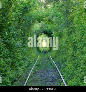 Der Tunnel der Liebe. Wunder der Natur. Ein natürlicher Bogen, der von verflochtenen Bäumen über einer Eisenbahn gebildet wird. Bogen von grünem Tunnel von Bäumen im Wald Stockfoto