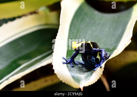 Giftpfeilfrosch in den Gärten. Stockfoto