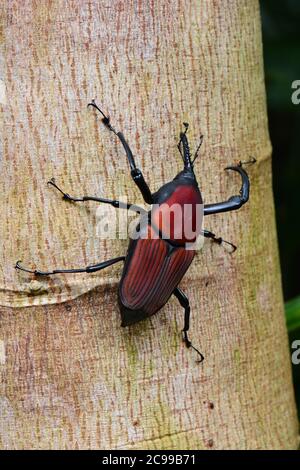 Riesiger Palmweevil auf einem Baum Stockfoto