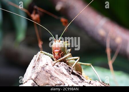 Dragon Headed Katydid sieht bedrohlich aus Stockfoto