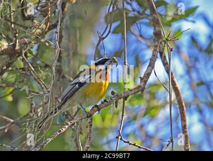 Hispaniolan Spindalis (Spindalis dominicensis) erwachsenes Männchen, das auf einem Zweig sitzt, der von Früchten (endemische Arten) ernährt Bahoruco Mountains NP, Dominikanische Republik Stockfoto