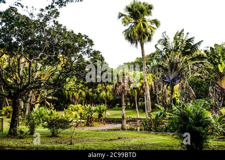 Curepipe Botanic Gardens (oder SSR Botanical Garden of Curepipe) in Route des Jardins, Curepipe, ist der zweitgrößte botanische Garten in Mauritius. Stockfoto