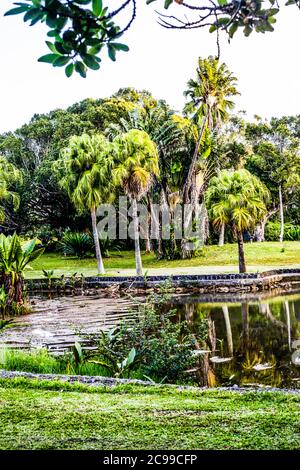 Curepipe Botanic Gardens (oder SSR Botanical Garden of Curepipe) in Route des Jardins, Curepipe, ist der zweitgrößte botanische Garten in Mauritius. Stockfoto