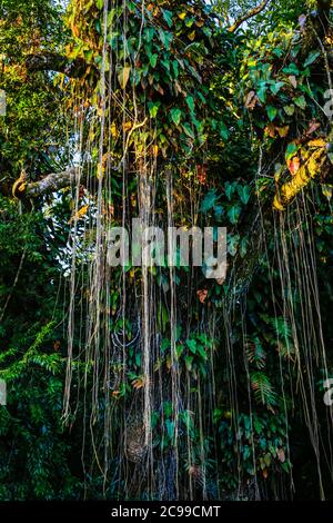 Curepipe Botanic Gardens (oder SSR Botanical Garden of Curepipe) in Route des Jardins, Curepipe, ist der zweitgrößte botanische Garten in Mauritius. Stockfoto