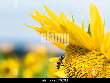 Honigbiene auf gemeinsame Sonnenblumenblüte Detail. APIs mellifera. Helianthus annuus. Bestäubung der Blumen unter natürlichem Dach aus gelben Blütenblättern. Blauer Himmel. Stockfoto