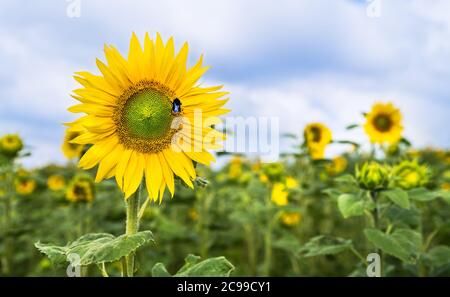 Gelber Blütenkopf der gemeinsamen Sonnenblume und Hummel Bestäuber. Helianthus annuus. Bombus. Blühende hohe Heilkraut in üppigem grünen Feld. Sommerhimmel. Stockfoto