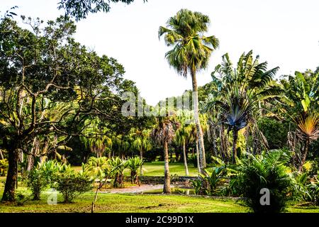 Curepipe Botanic Gardens (oder SSR Botanical Garden of Curepipe) in Route des Jardins, Curepipe, ist der zweitgrößte botanische Garten in Mauritius. Stockfoto