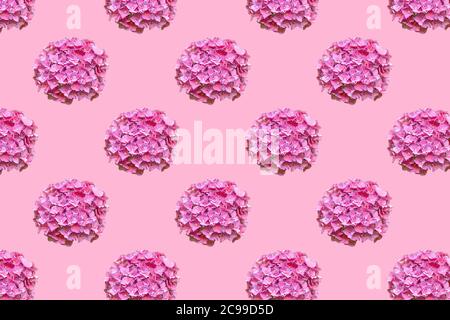 Hortensia gebräuchliche Namen Hortensia oder Hortensia. Nahtloses Muster von schönen rosa Blume Hortensien auf rosa Hintergrund. Flach liegend. Stockfoto