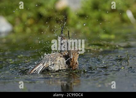 Gewöhnliches Linnet (Linaria cannabina cannabina) Weibchen oder unreif Baden im Teich Eccles-on-Sea, Norfolk, Großbritannien Juli Stockfoto