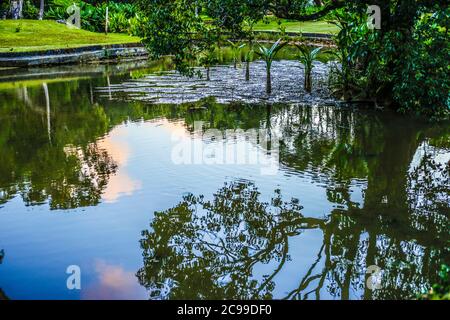 Curepipe Botanic Gardens (oder SSR Botanical Garden of Curepipe) in Route des Jardins, Curepipe, ist der zweitgrößte botanische Garten in Mauritius. Stockfoto