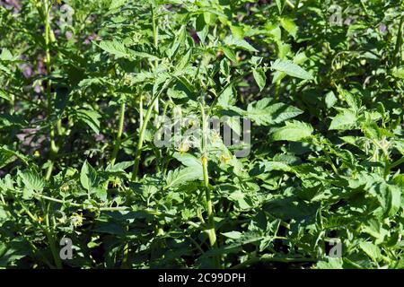 Tomate, Tomate, Paradeiser, Solanum lycopersicum, Paradiesom Stockfoto