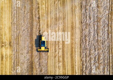 Luftaufnahme des Mähdreschers Ernte Weizen im Sommer Stockfoto