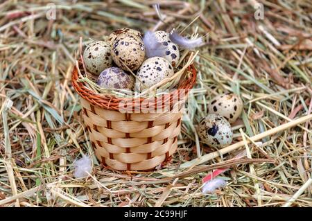 Korb mit Wachteleiern im Heu. Stockfoto