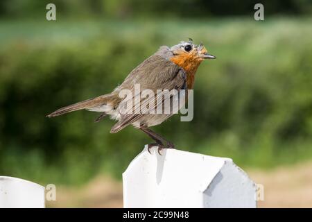 Glatzenkopf-Rotkehlchen in Mauser auf einem Zaunpfosten sitzend Stockfoto