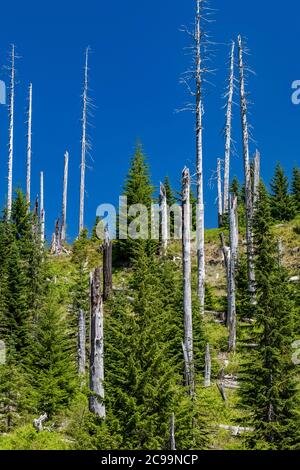 Silberwald von stehenden Bäumen getötet bei der Eruption, mit neuen Bäumen kommen unten, auf der Windy Ridge Seite des Mount St. Helens National Volcanic Stockfoto