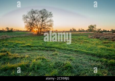 Sonnenuntergang hinter einem Baum und einer grünen Wiese, einem Halo-Effekt oder einer seltsamen Wolke, Zarzecze, Lubelskie, Ostpolen Stockfoto