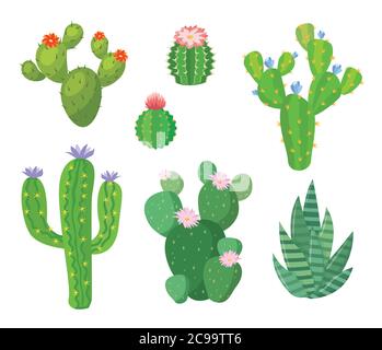 Cartoon Kaktus Set. Vektor-Set von hellen Kakteen und Aloe. Farbige, helle Kaktusblüten isoliert auf weißem Hintergrund. Stock Vektor