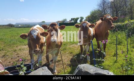 Guernsey Cows, Guernsey Channel Islands Stockfoto