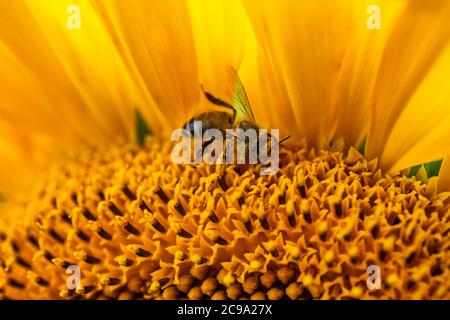 Nahaufnahme einer Biene, die Pollen von einer Sonnenblume sammelt Stockfoto