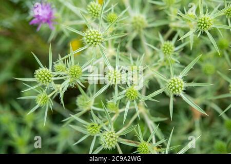 Nahaufnahme von Fresh Field Eryngo auch als Eryngium campestre bekannt Stockfoto